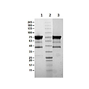 Flagellin Control Protein, 100µg