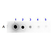 Llama IgG2 isotype control Biotin Conjugated, 100µg