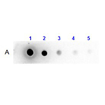 Llama IgG2 isotype control Biotin Conjugated, 100µg
