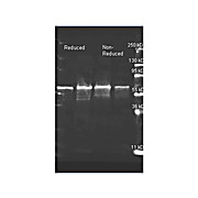 Anti-CHOLINE OXIDASE (Alcaligenes species) (GOAT) Antibody, 2mL, Lyophilized