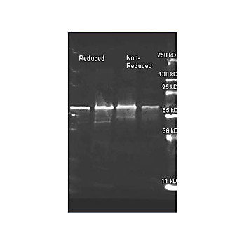 Anti-CHOLINE OXIDASE (Alcaligenes species) (GOAT) Antibody, 2mL, Lyophilized