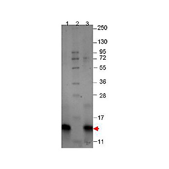 MIP-1ß Mouse Recombinant Protein, 10µg