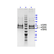 Bovine COLLAGEN Type IV, 500µg
