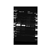 Anti-PEROXIDASE (Horseradish) (GOAT) Antibody, 2mL, Lyophilized