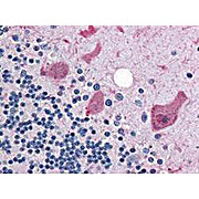 Anti-Cyclin B1 (RABBIT) Antibody, 100µL, Liquid (sterile filtered)