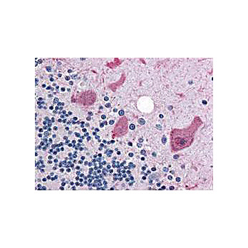 Anti-Cyclin B1 (RABBIT) Antibody, 100µL, Liquid (sterile filtered)