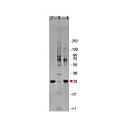IL-6 Human Recombinant Protein, 20µg