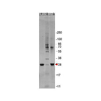 IL-6 Human Recombinant Protein, 20µg