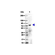 MOUSE TRANSFERRIN, 5mg