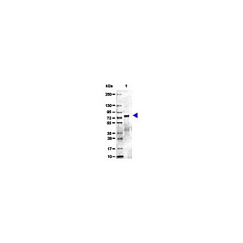 MOUSE TRANSFERRIN, 5mg
