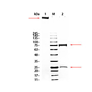 GUINEA PIG IgM whole molecule, 1mg