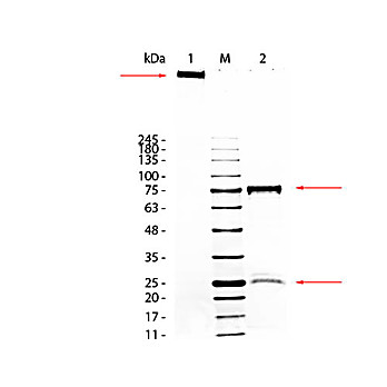 GUINEA PIG IgM whole molecule, 1mg