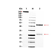 RAT IgG whole molecule, 5mg