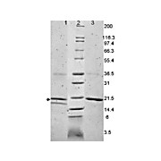 IL-32A Human Recombinant Protein, 10µg