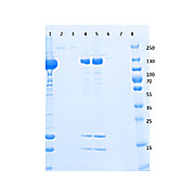 Triple FLAG® Peptide, 1.0mg