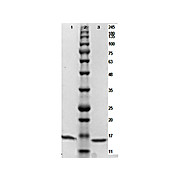 PARP1 (N-term ZF1) Control Protein, 25µg