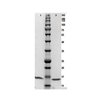 PARP1 (N-term ZF1) Control Protein, 25µg