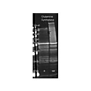 Anti-GLUTAMINE SYNTHETASE (Microbial Brevibacterium Sp) (GOAT) Antibody, 2mL, Lyophilized