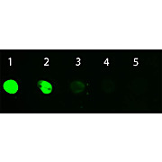 DONKEY IgG whole molecule Fluorescein conjugated, 1mg
