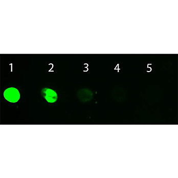 DONKEY IgG whole molecule Fluorescein conjugated, 1mg