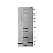 MIP-1a Mouse Recombinant Protein, 10µg