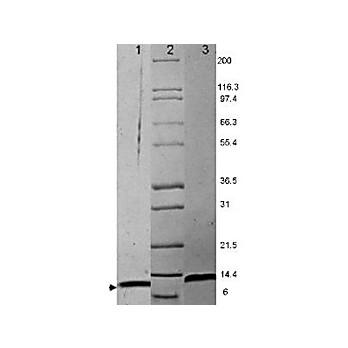 MIP-1a Mouse Recombinant Protein, 10µg