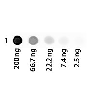 HUMAN ALBUMIN Rhodamine conjugated, 1mg