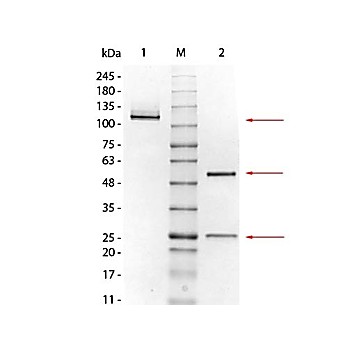 MOUSE IgG1 Kappa (?) isotype control, 1mg