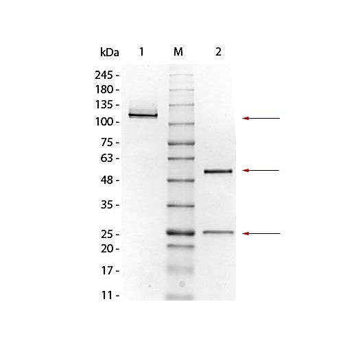 MOUSE IgG1 Kappa (?) isotype control, 1mg