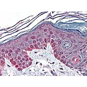 Anti-Cyclin T1 (RABBIT) Antibody, 100µL, Liquid (sterile filtered)