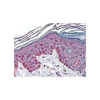 Anti-Cyclin T1 (RABBIT) Antibody, 100µL, Liquid (sterile filtered)