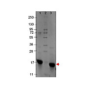 IL-9 Recombinant Human Protein, 10µg