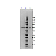 ERK1 double mutant human recombinant protein, 10µg
