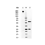 MOUSE IgG3 isotype control, 1mg