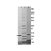 TNF-a Mouse Recombinant Protein, 20µg