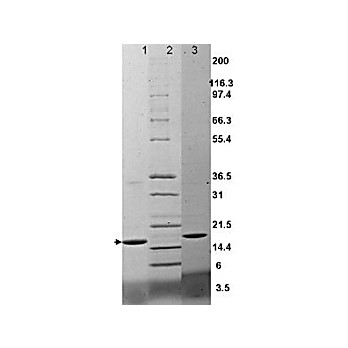 TNF-a Mouse Recombinant Protein, 20µg