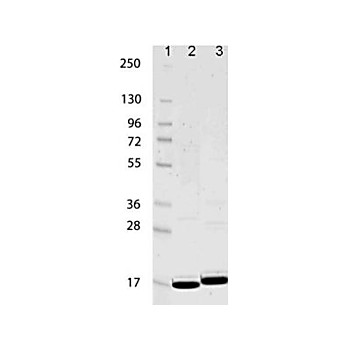 IL-1ß Human Recombinant Protein, 10µg