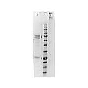 CAT IgM whole molecule, 1mg