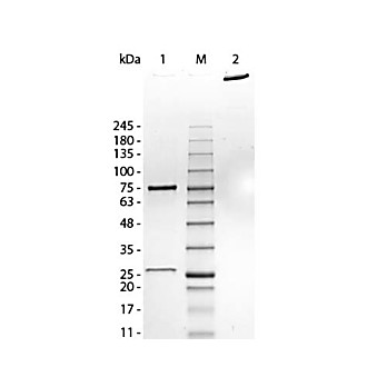 HUMAN IgM (myeloma) whole molecule, 1mg