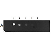 HUMAN IgM (myeloma) whole molecule Fluorescein conjugated, 1mg