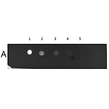HUMAN IgM (myeloma) whole molecule Fluorescein conjugated, 1mg