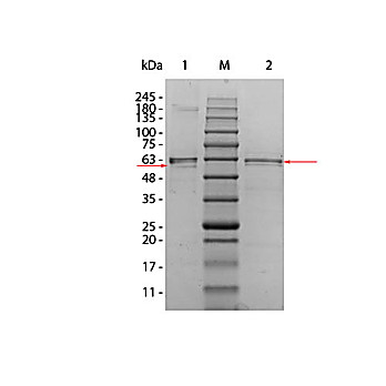 AKT2 Human Recombinant Protein, 10µg