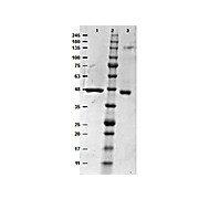 MEK1 human recombinant protein, 10µg