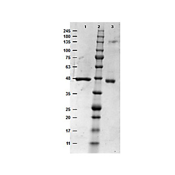 MEK1 human recombinant protein, 10µg