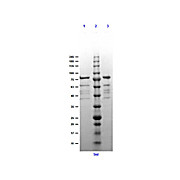 Erpd/Arp37 Control Protein, 100µg
