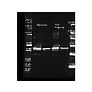 Anti-SARCOSINE OXIDASE (Microbial) (GOAT) Antibody, 2mL, Lyophilized