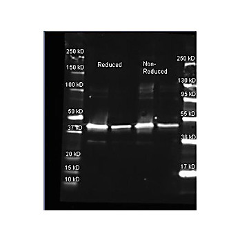 Anti-SARCOSINE OXIDASE (Microbial) (GOAT) Antibody, 2mL, Lyophilized