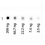 HUMAN TRANSFERRIN Biotin conjugated, 1mg
