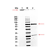 MONKEY IgM whole molecule, 250µg