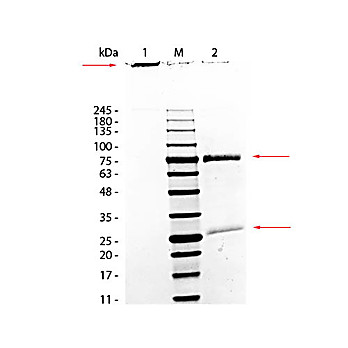 MONKEY IgM whole molecule, 250µg